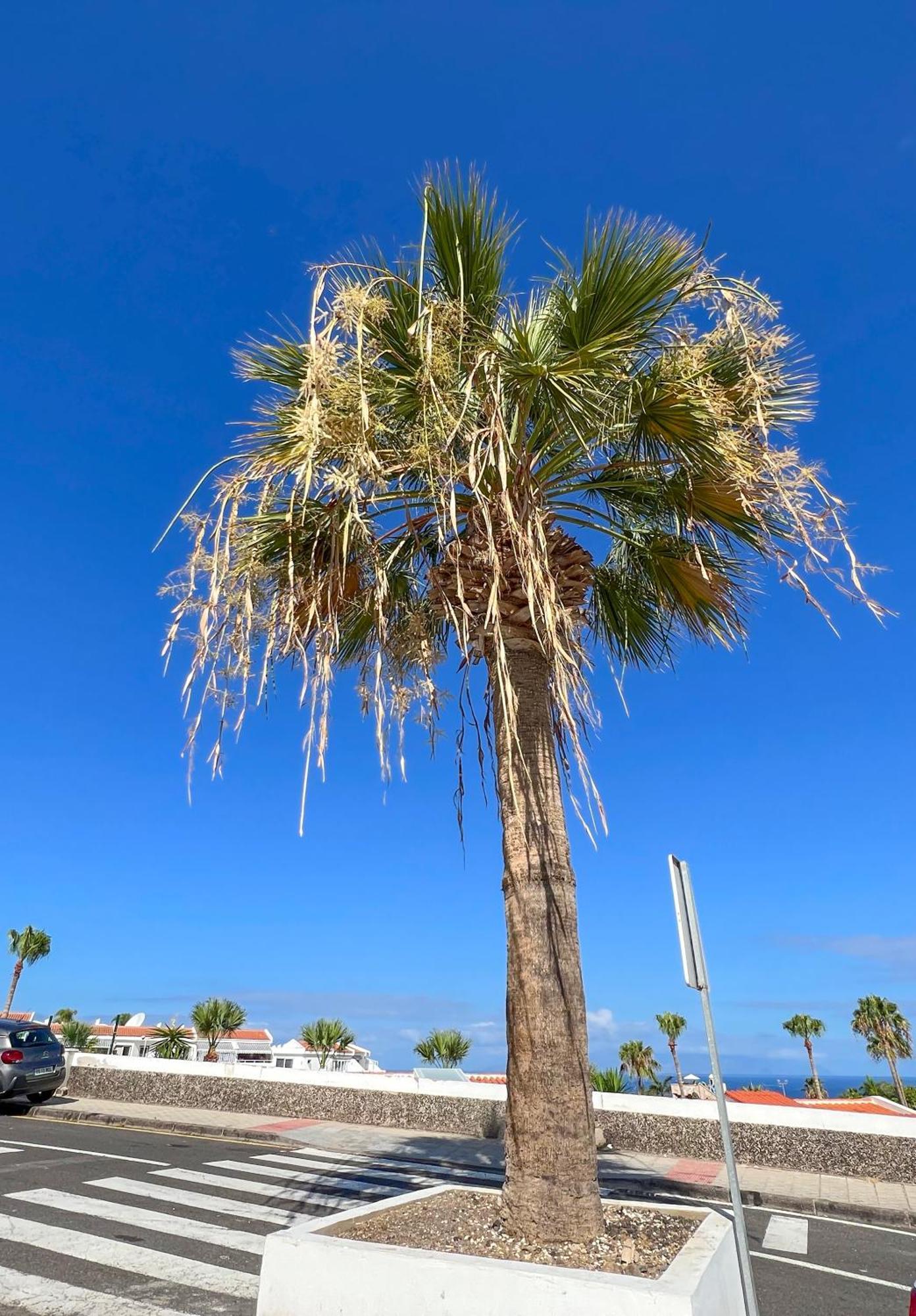 Apartamento El Paraiso Costa Adeje  Ngoại thất bức ảnh